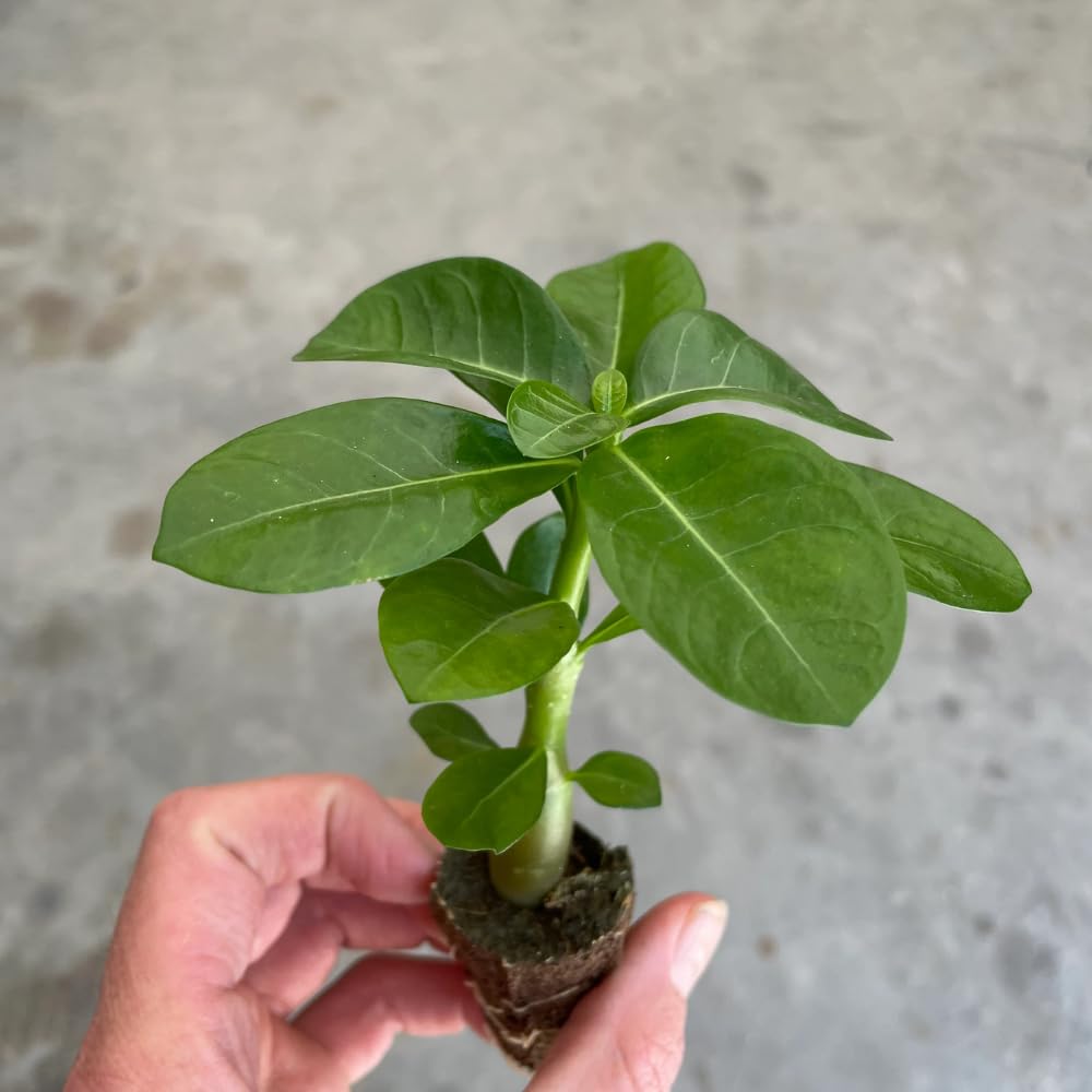 2 Desert Rose Plants Live, Red Adenium Obesum Desert Rose Flower Plants for Planting Indoor Outdoor Garden, 5 to 9 Inches Tall