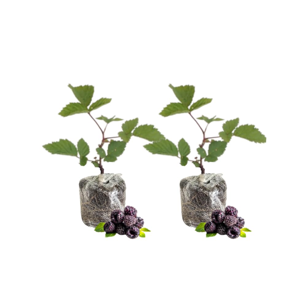 BlackBerry Plants, Set 2 Thornless BlackBerry Plants Live for Planting, BlackBerry Bush Live Plant, Blackberries Plants, Fruit Bushes Live Plant Outdoor