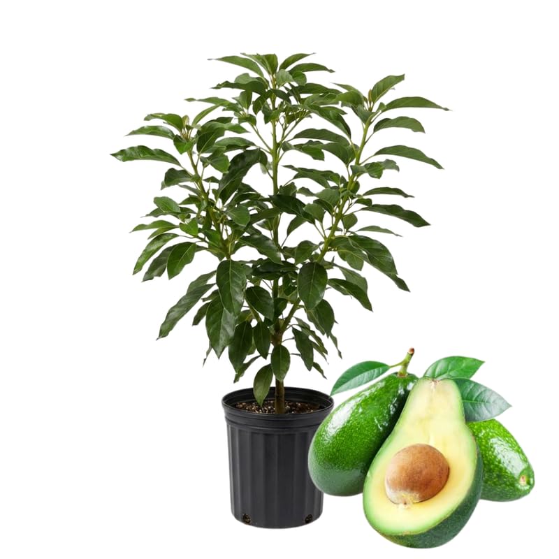 Green Avocado Tree Live Plant, 2 Years Old Seedlings, Fully Rooted Avocado Tree 3 Feet Tall