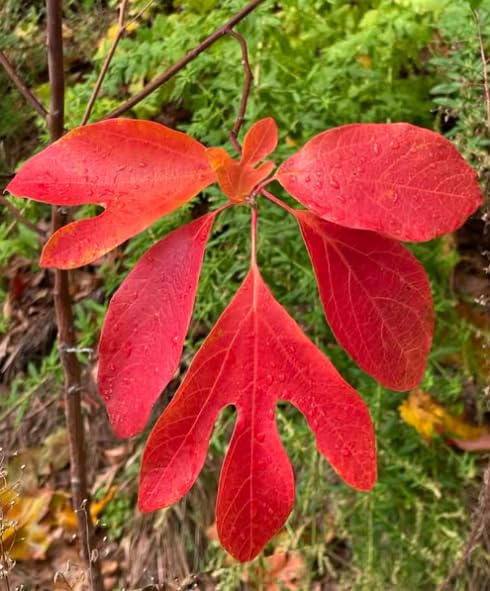 Live Sassafras Tree in Quart Pot, Hardy Sassafras Seedlings, Dormant Shade Tree for Landscape or Garden, 6-12 Inches
