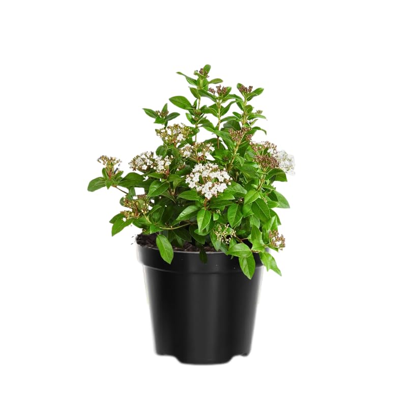 Old Fashion Snowball Viburnum Tree Live Plant Shrub in Pot, Fragrant Flower, Dormant in Winter, 6-12" in Tall, Bare Root to CA, Bush Shrub Spring Blooms
