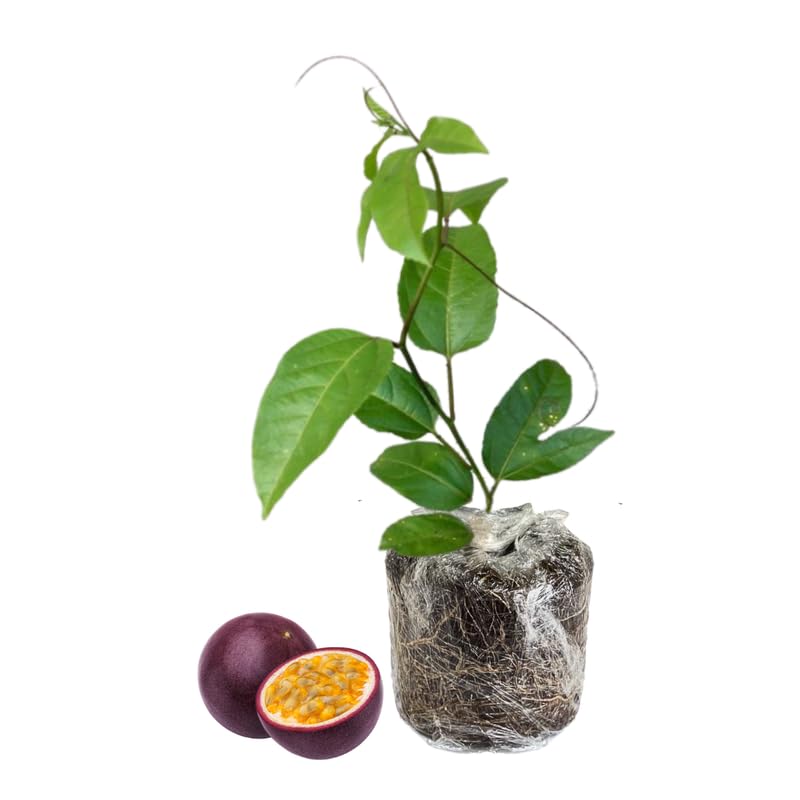 Purple Passion Fruit Tree Live Plant, Passion Fruit Vine Plant, Passionfruit Live Plant, 3 to 5 Inches Tall, Grow The Patio and Garden