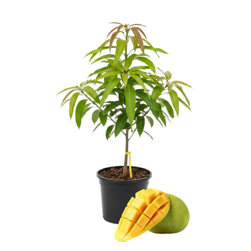 2 Years Old Mango Tree for Planting, Mango Plant Grafted in 3 Gallon Pot, Sweet, Fast-Growing Tropical Tree Seedlings for Outdoor Garden