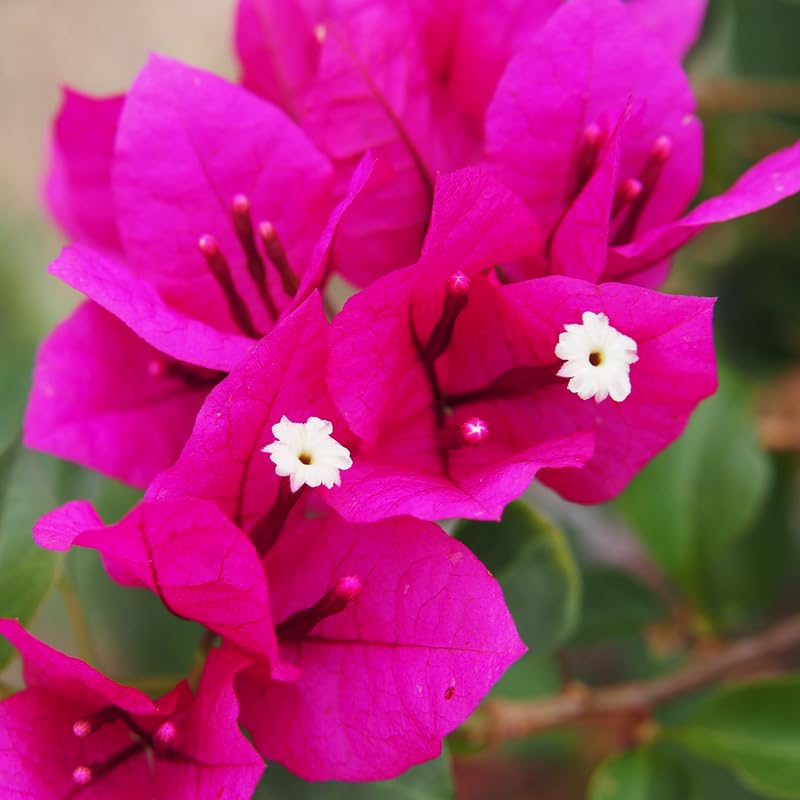Set 2 Pink Bougainvillea Plants, 5-8" Tropical Bougainvillea Plant Starter, Colorful Perennial Blooms, Live Well Rooted Plant