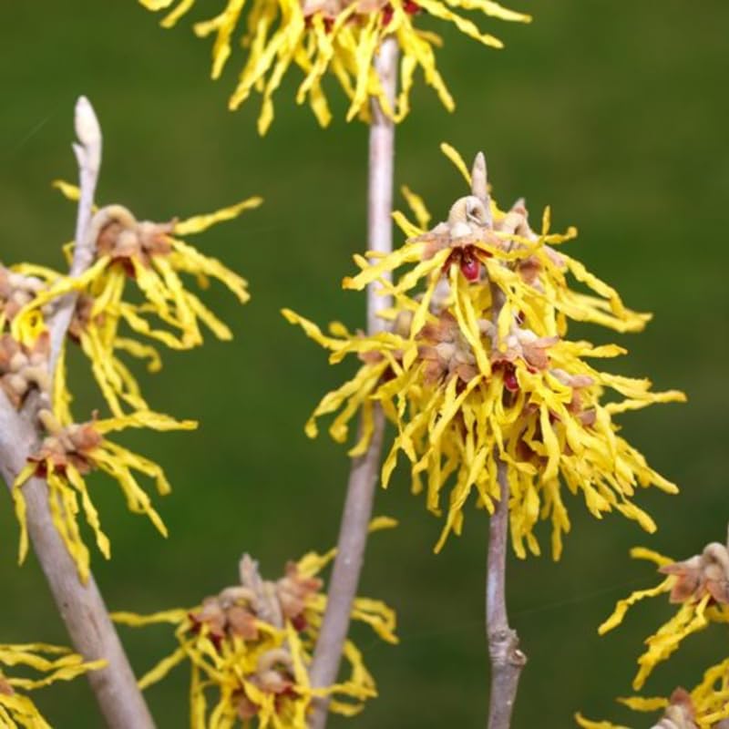 Witch Hazel Plant, Quart Pot, 6 to 12 Inch Tall Witch Hazel Tree Plants in Planting, Dormant in Winter