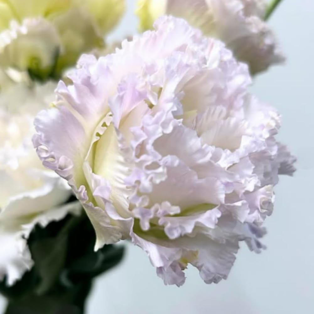 Sets 2 Blue Lisianthus Eustoma Live Plants, Plug Size, Well-Rooted, Texas Bluebell, Thornless Love Rose Plant, Spring to Fall Bloom, 2-4" in Tall Starter