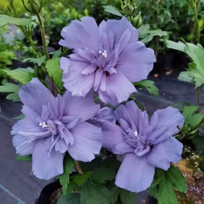 Purple Althea Rose of Sharon Tree Live Plant, 1 Year Old Dormant Seedling in Quart Pot, Hibiscus Syriacus for Outdoor Planting, Cold Hardy