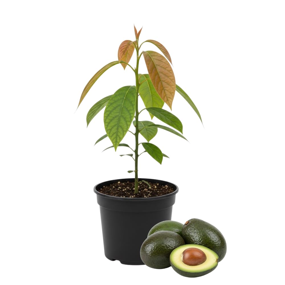 Avocado Tree Live Plant, Little Avocado Plants Live in 3 Gallon Pot, Cold Hardy, Dwarf Fruit Tree for Outdoor Planting