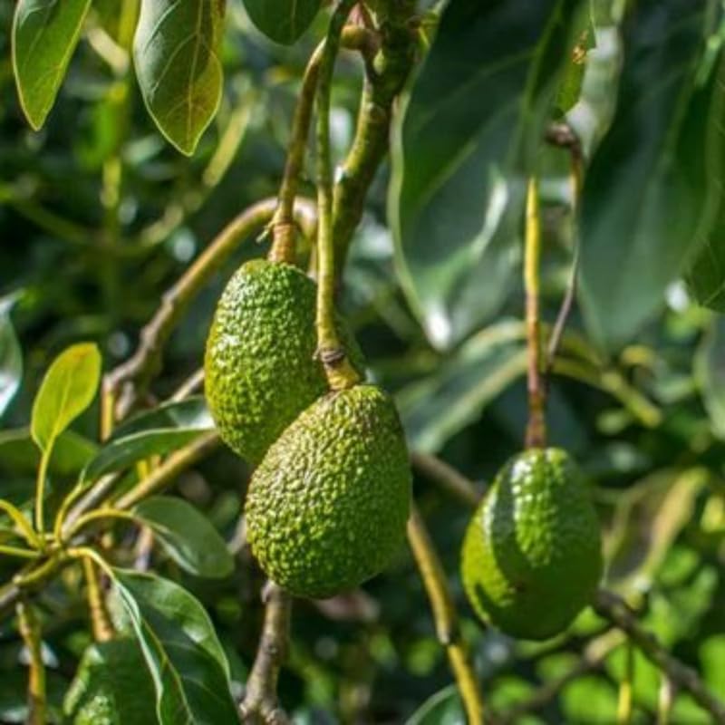 Green Avocado Tree Live Plant, 2 Years Old Seedlings, Fully Rooted Avocado Tree 3 Feet Tall