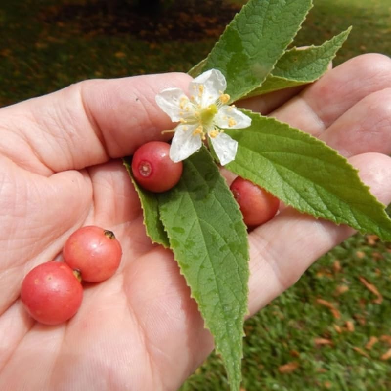 Rare Strawberry Jamaican Cherry Tree Live Plant, 4-6" Starter Tropical Fruit Tree, Sweet Berries, Easy to Grow, Cold Hardy