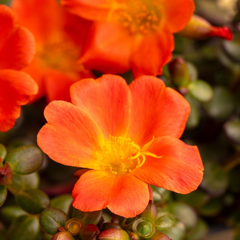 4 Orange Moss Rose Plants Live, Portulaca Ground Cover Flowers, 4-6 Inch Tall Plants for Garden or Containers