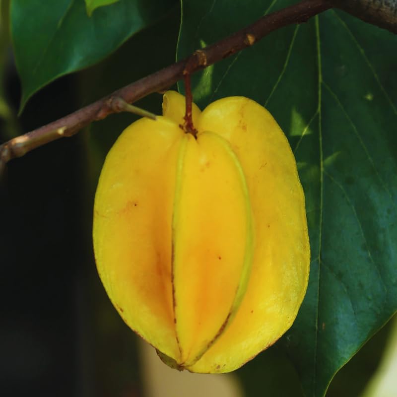 Starfruit Tree Live Plant, Star Fruit Plant Live, 2-3 Feet Tall, Hardy Fruit Garden, No Ship to CA