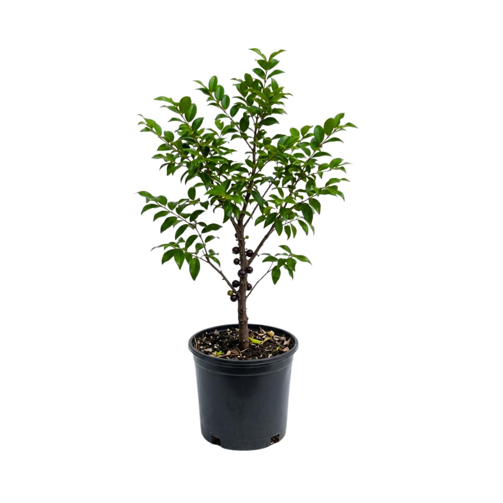 Jaboticaba Tree Live Plant, Jabuticaba Fruit Tree, 2-3 Feet Tall, Well Rooted, Black Grape Fruit Tree for Outdoor Planting, 3 Gallon Pot, No Ship to CA