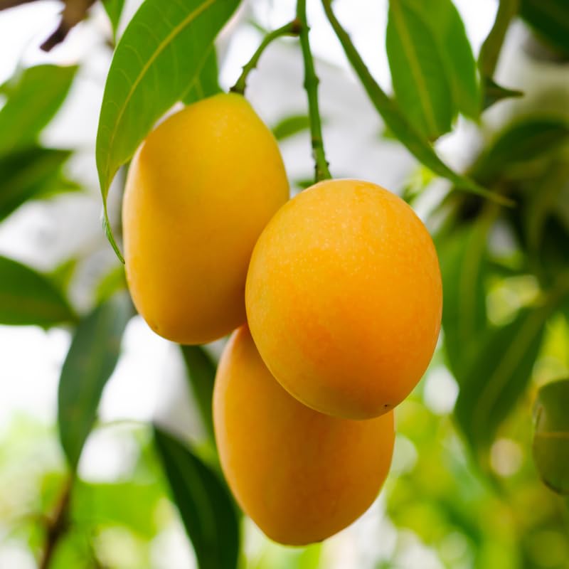Mango Tree Live Plant, Yellow Mango Live Plant for Planting 2-3 Ft Tall, No Shipping to CA