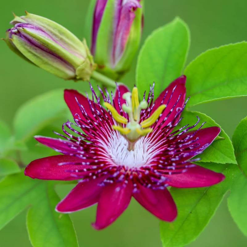 2 Mix Passion Flower Plants, 4-8'' Tall Red Passiflora Plant Vine for Planting, Vibrant Passion Flower Starter Plant for Home Garden and Containers, Well Rooted to Grow