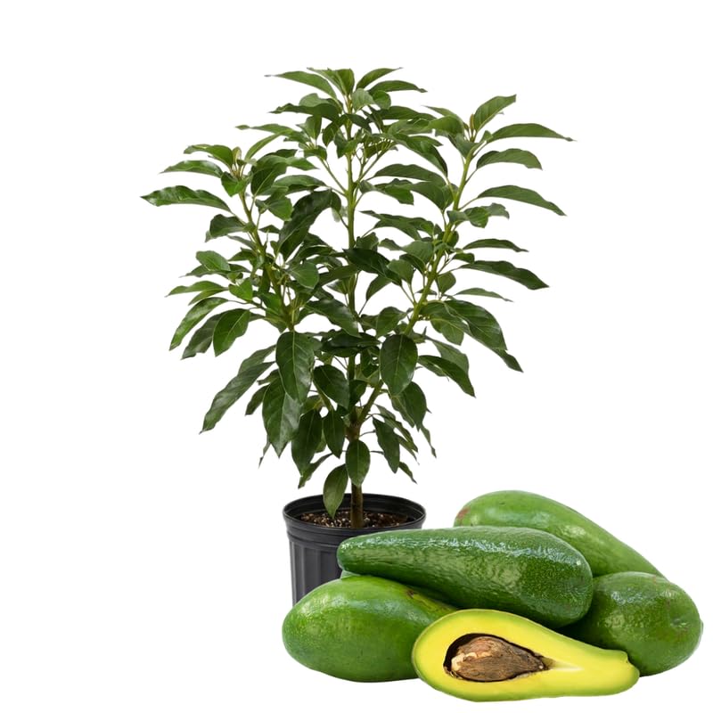 Long Avocado Tree Live Plant, Cold Hardy Avocado Tree Grafted, 3-3.5 Feet Tall, Outdoor Garden Growing