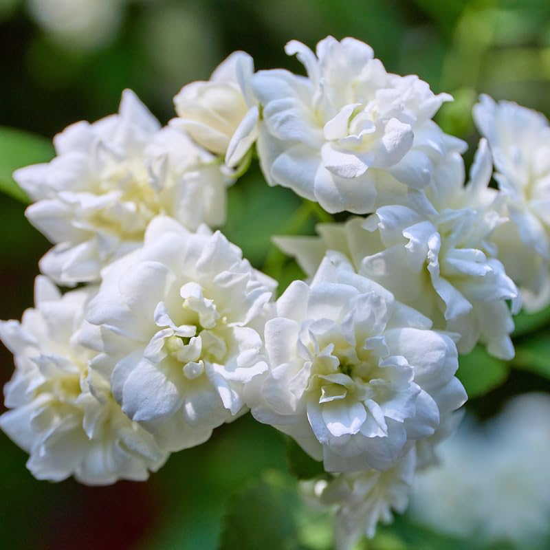 Duke Jasmine Plant Live, White Blooming Vine, 2-3 Feet Tall in 3 Gallon Pot for Indoor or Outdoor Planting, No Ship to CA