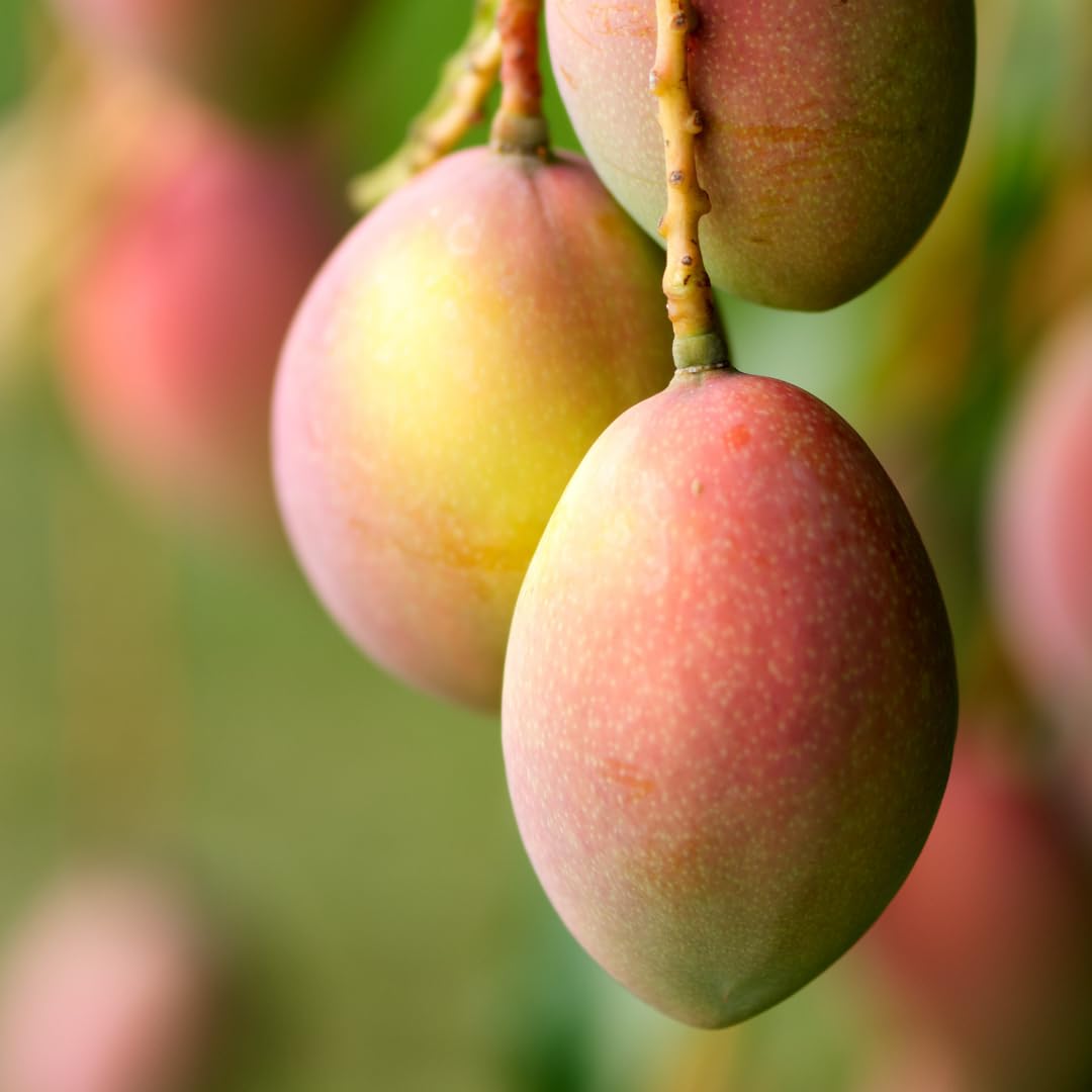Mango Tree Live Plant, Sweet Mango Plant, Tropical Fruit Tree in 3 Gallon Pot for Outdoor Planting (Ken Mango)