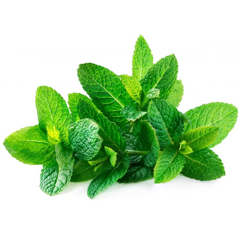 Set 4 Spearmint Plants Live, 4-6 Inches Tall, Mint Live Plants, Culinary Herb for Indoor or Outdoor Planting