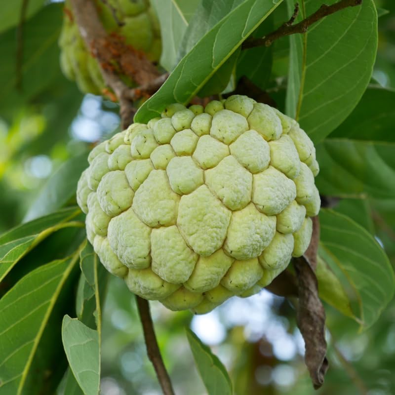 Green Sugar Apple Tree Live Plant, 2-3 Ft Tall in 1 Gallon Pot - Tropical Annona Fruit Tree for Outdoor Garden and Patio, No Ship to CA
