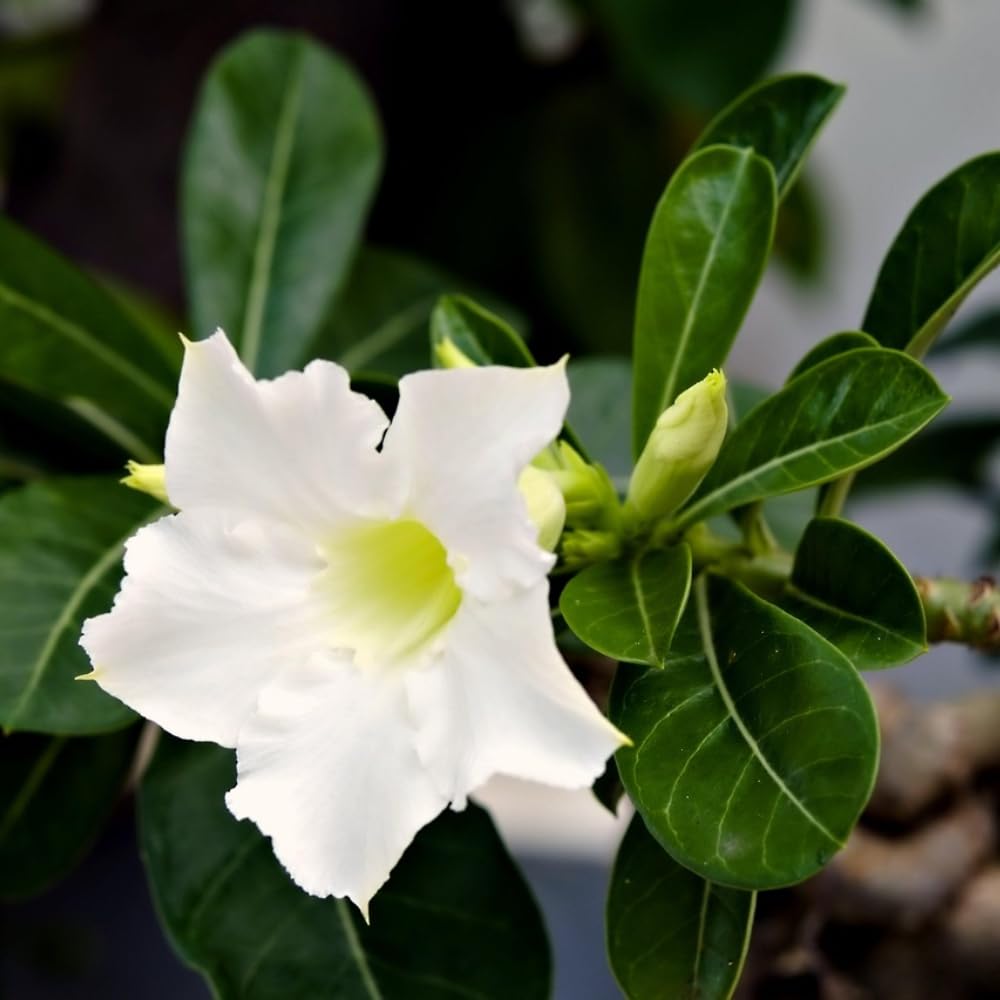Adenium Desert Rose Plant, Starter Desert Rose for Planting Indoor Outdoor, 4-6 Inches, Flowering Succulent Seedling (White Blooms)