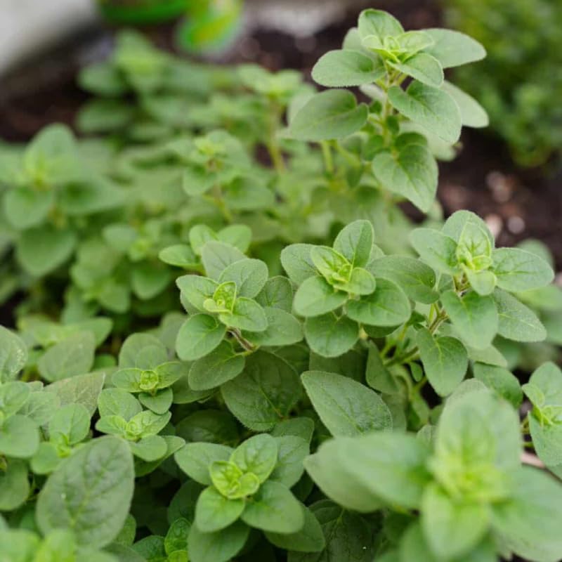 Set of 3 Greek Oregano Live Plants 4–7″ Tall, Culinary Herb Starter, Easy Care, Hardy Outdoor or Container