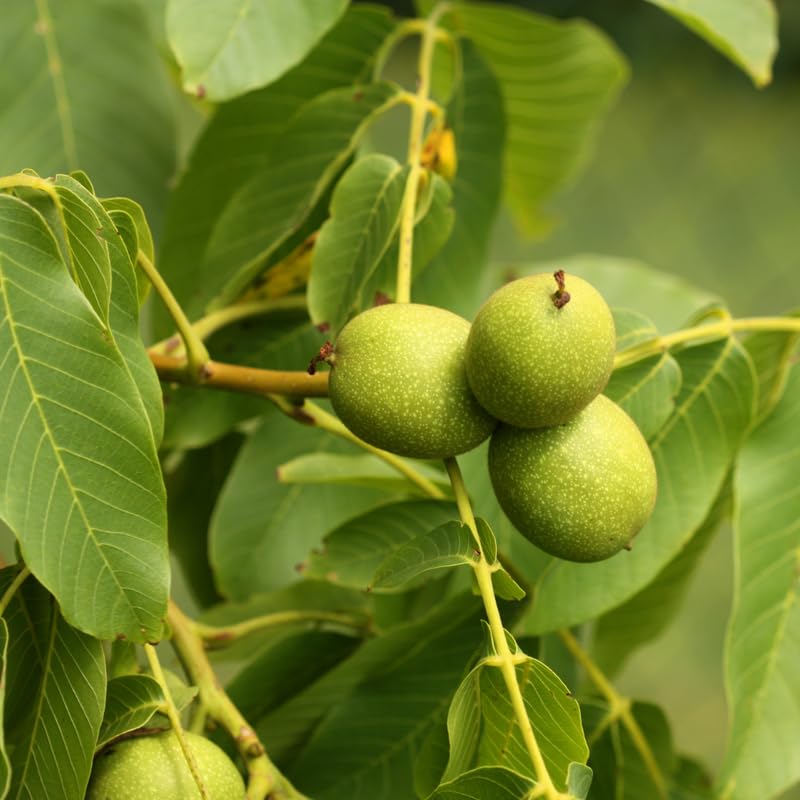 Black Walnut Trees Live Plants, 4 Inch Pot, 6-12 Inch Tall Walnut Tree, Hardy Fruit Plant, Dormant in Winter