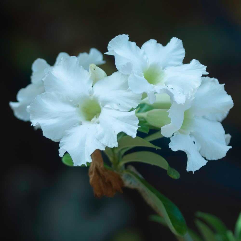 Adenium Desert Rose Plant, Starter Desert Rose for Planting Indoor Outdoor, 4-6 Inches, Flowering Succulent Seedling (White Blooms)