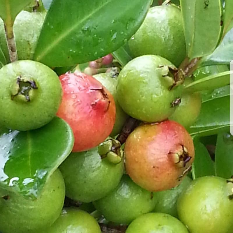 Strawberry Guava Tree Live Plant, Sweet Pink Guava Plant, 2-3 Feet Tall in 3 Gallon Pot, Ready to Grow, No Ship to CA