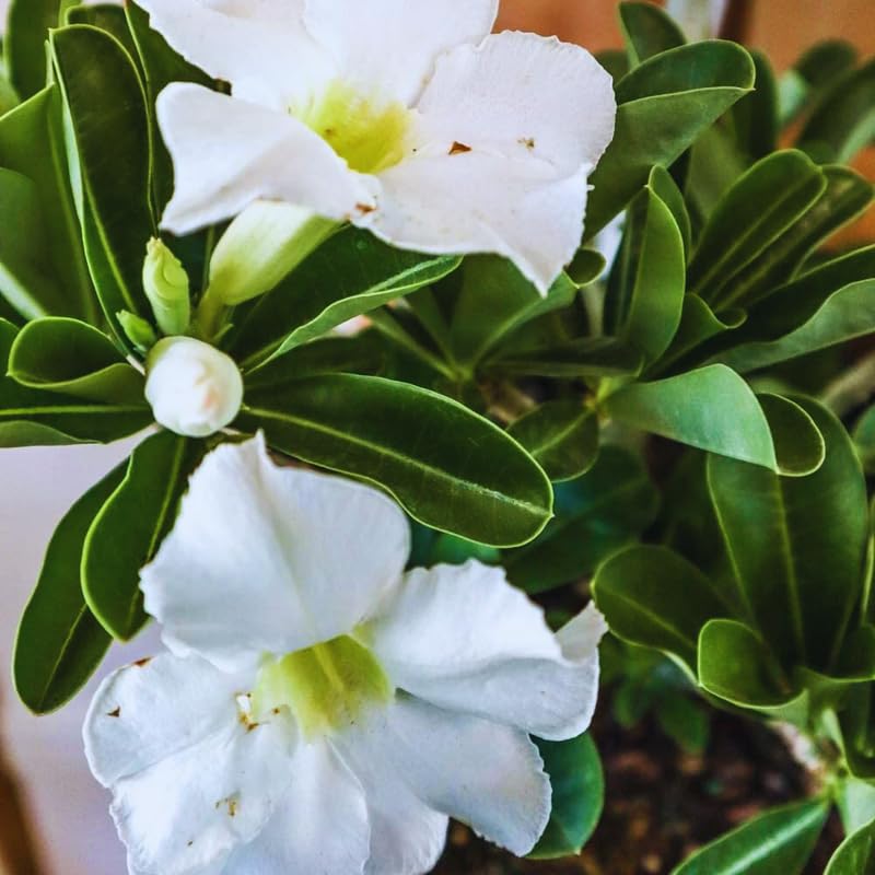 White Desert Rose Plant Live, Adenium Desert Rose Plant Live, 4 to 7 Inches Tall, Flowering Succulent Plant
