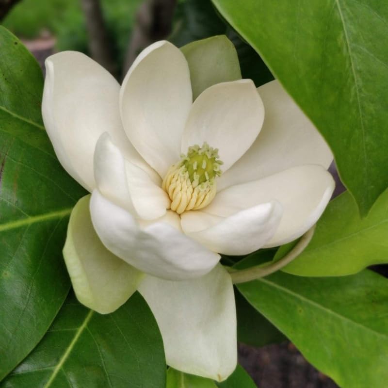 Sweetbay Magnolia Tree Live Plant - 2-3 Ft Tall in 3 Gallon Pot - White Flower Magnolia for Outdoor Landscape, No Ship to CA