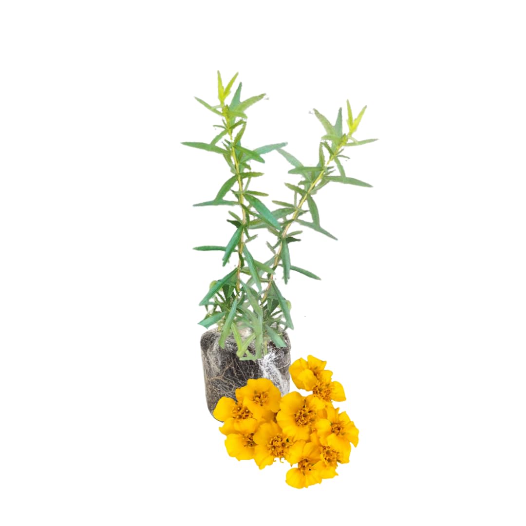 2 French Tarragon Plants Live for Planting Outdoor, Tarragon Herb Plug 4-7 Inches, Easy Care, Ready to Grow Herbs
