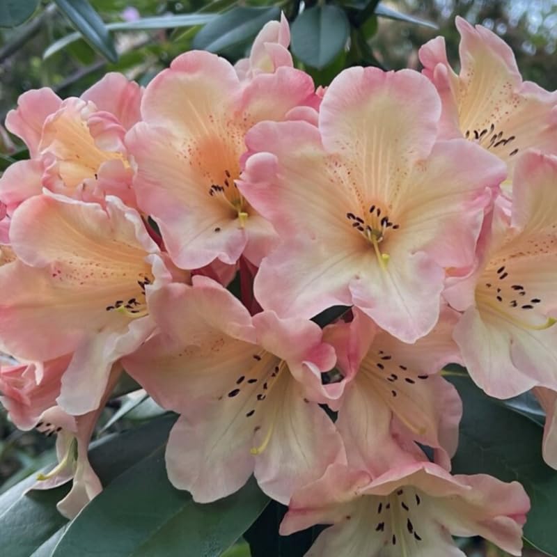 Yellow Cream Rhododendron Live Plant Shrubs for Outdoor Planting, Azalea Bushes Ready to Plant, Fragrant Rhododendron Plant Live