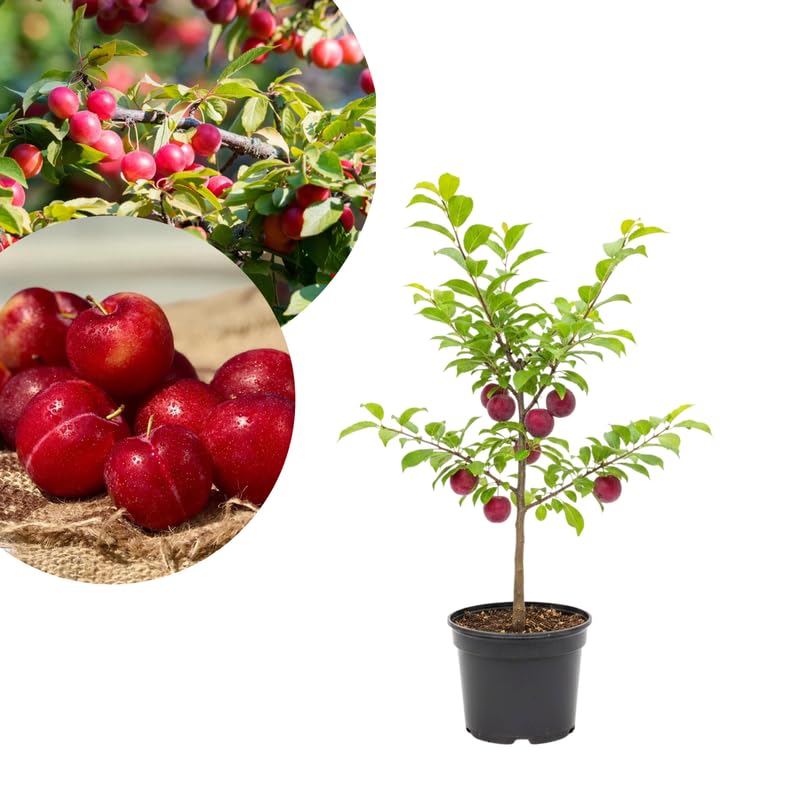 2-3 Years Old Plum Tree Live Plant, Well Rooted Red Plum Seedlings, Containers or Garden Beds Growing, 2-3 Feet Tall (Cherry Plum)