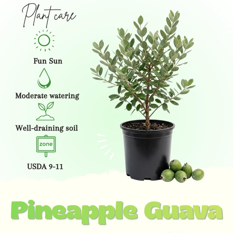 Pineapple Guava Tree, Sweet Guavas Tropical Fruit Tree 20-24 Inches Tall in 1 Gallon Pot for Outdoor Gardening, No Ship to CA