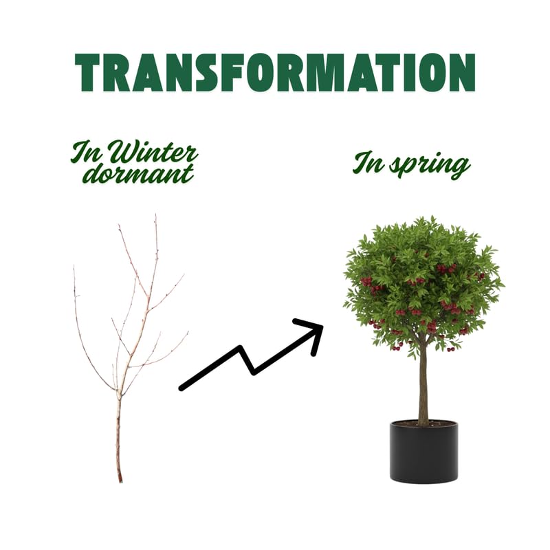 Black Cherry Trees Plant Live for Planting Outdoor, Sweet Cherry Fruit Plant, 1.5-2 Ft Tall, Zones 3–9