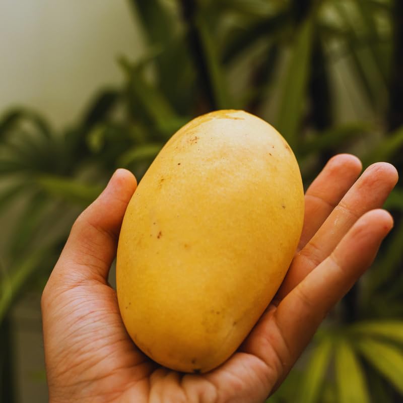 Yellow Mango Tree Live Plant, Grafted Mango Fruit Plant Live, Sweet Tropical Fruit Tree Gardening, 2–3 Feet Tall, 3 Gallon Pot, No Ship to CA