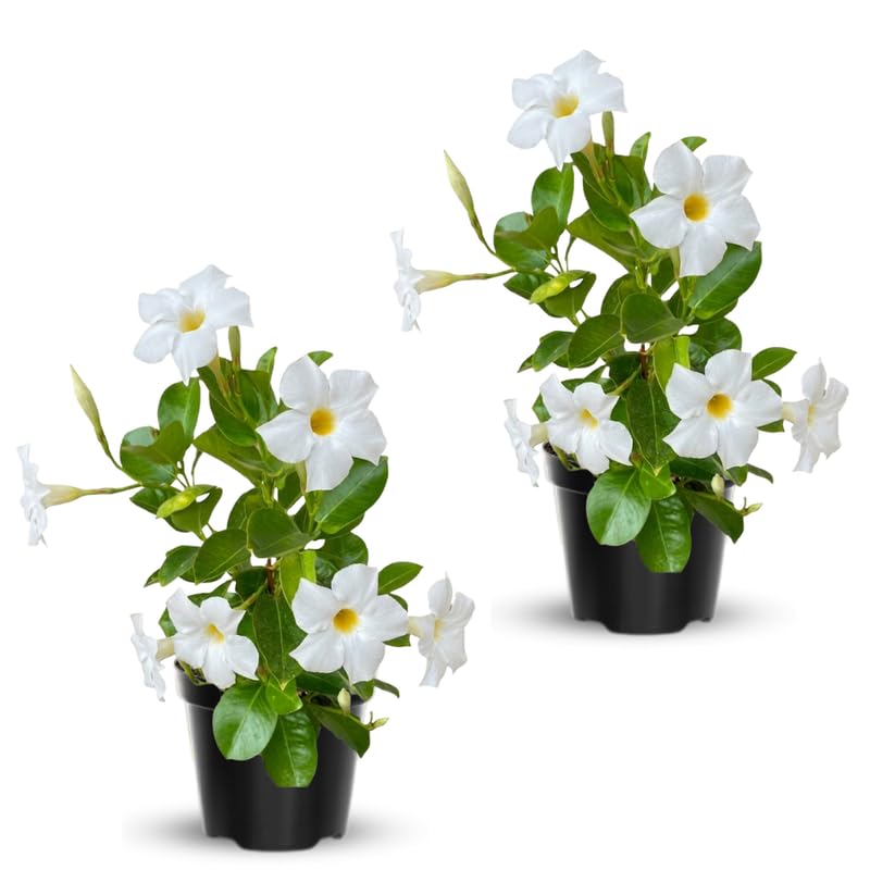 2 White Mandevilla Live Plants Vine, Mandevilla Trees Seedlings, Winter Hardy, Spring Flowering Shrubs for Outdoor Planting, Starter Size 4-7" in Tall