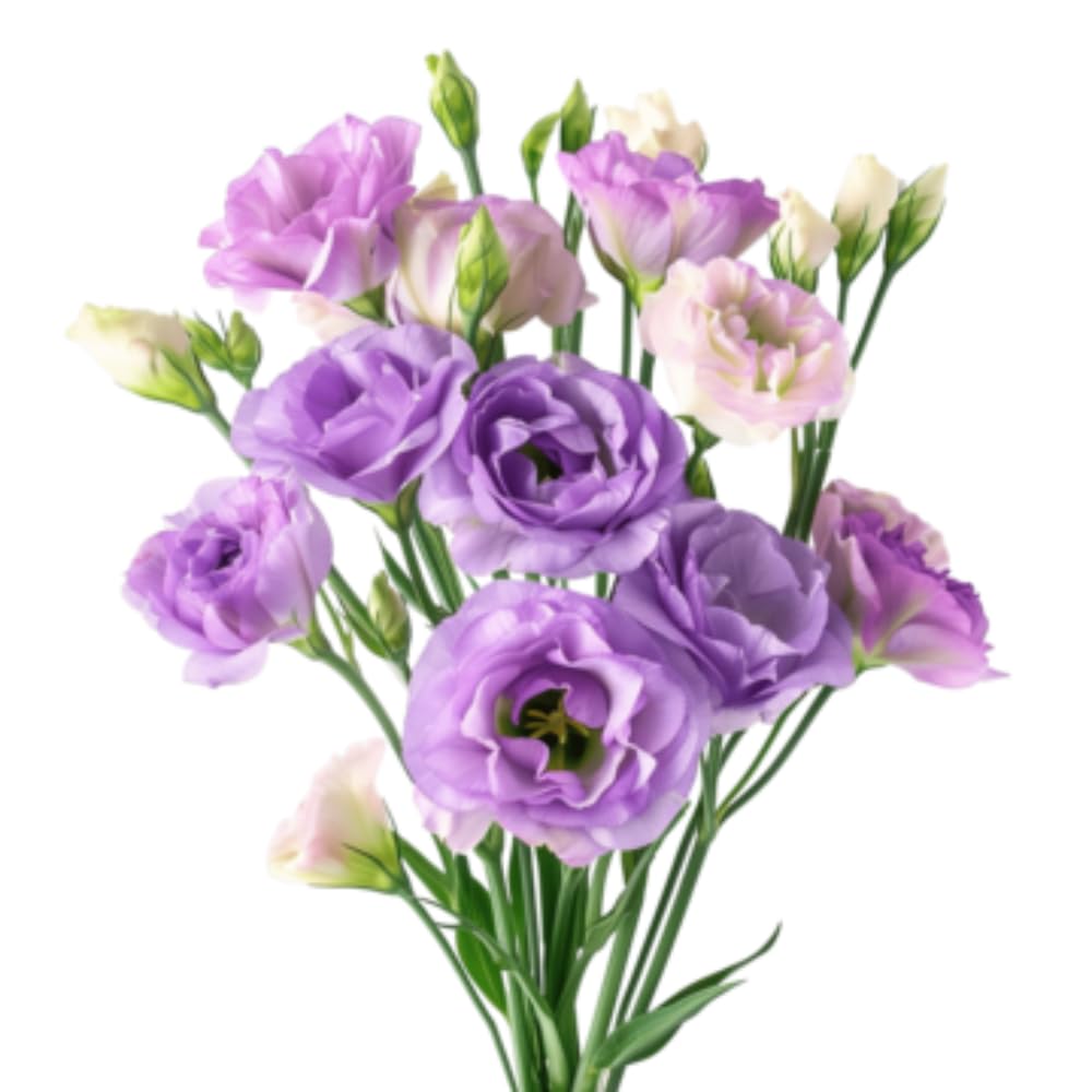 Eustoma Lisianthus Plant Live, Lisianthus Flowers Well Rooted Plug 2-3 Inch Height, Lisianthus Thornless Roses Seedling (Lilac Lisianthus)