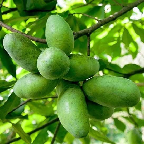 Paw Paw Tree Plant Live, 6-12'' Tall Well Rooted Plant, Ready to Grow, Fast-Growing Fruit Tree for Home Gardens
