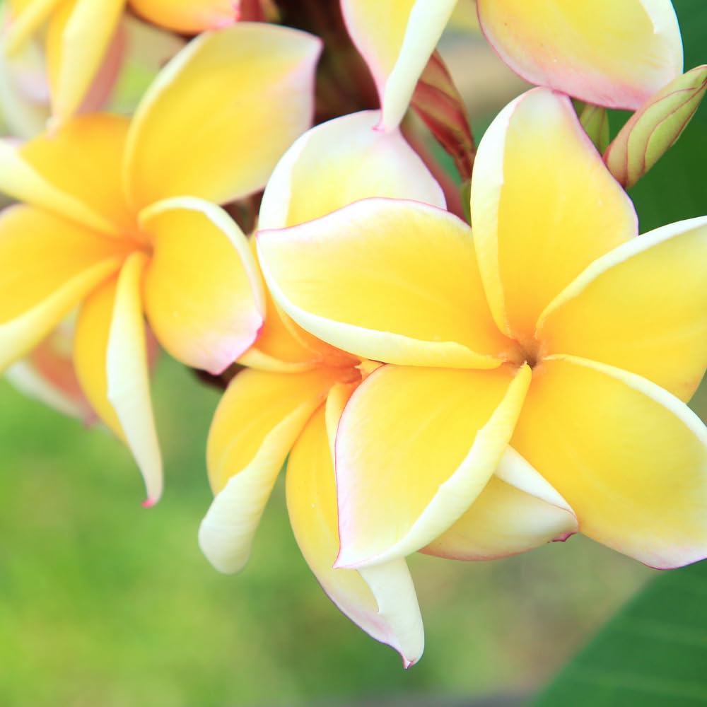 Set of 2 Plumeria Cuttings, Frangipani Plant, 12 Inch Live Cutting, Tropical Fragrant Blooms, Plumeria Frangipani Cuttings for Outdoor Growing (Yellow)
