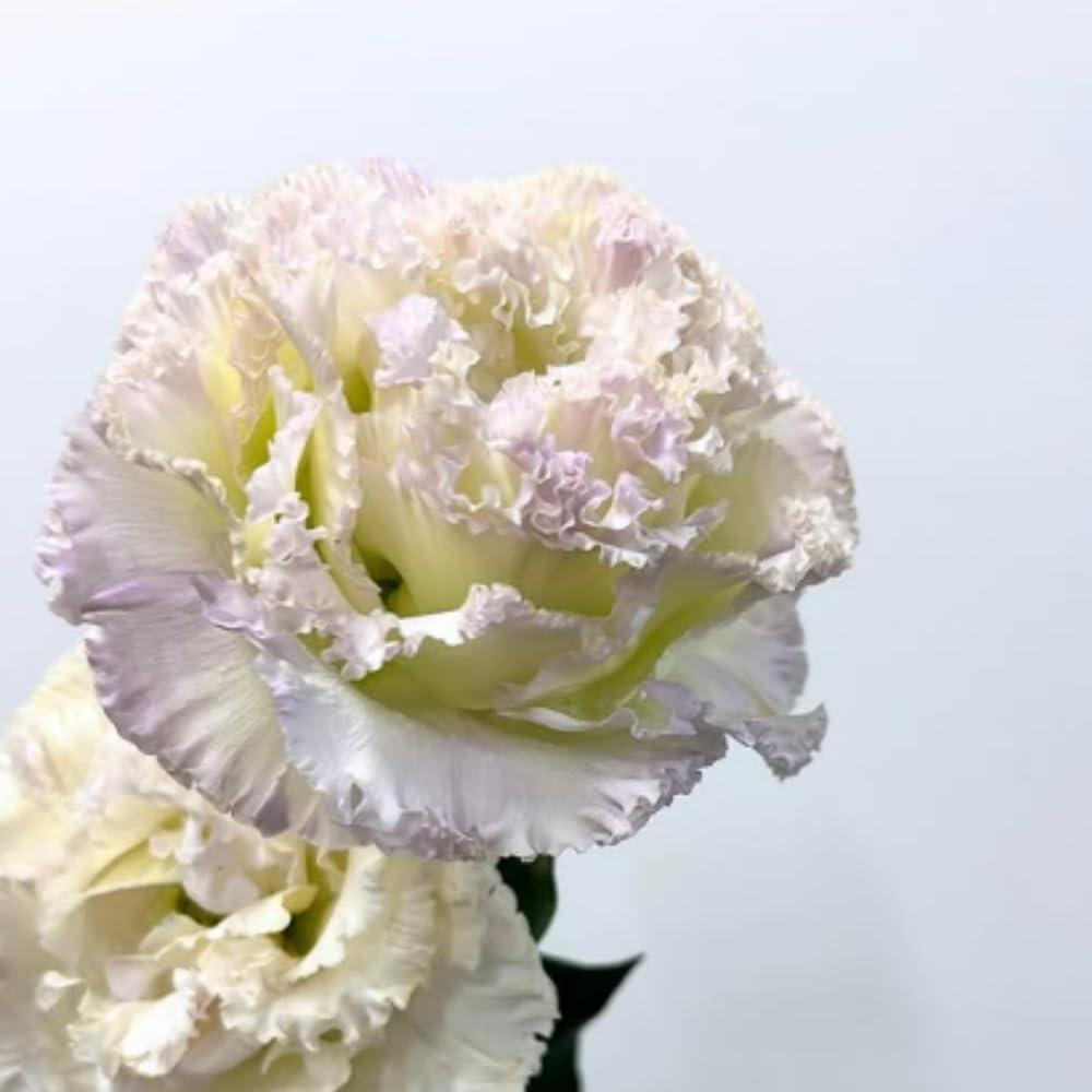 Sets 2 Blue Lisianthus Eustoma Live Plants, Plug Size, Well-Rooted, Texas Bluebell, Thornless Love Rose Plant, Spring to Fall Bloom, 2-4" in Tall Starter