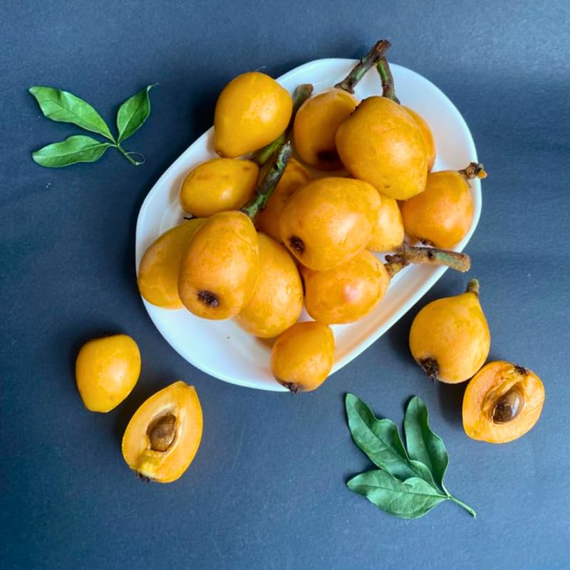 Loquat Tree Live Plant in 3 Gallon Pot, Loquat Fruit Tree for Outdoor Garden, Tropical Fruit Tree for Backyard Orchard, Patio Containers or Landscape Growing, No Ship to CA
