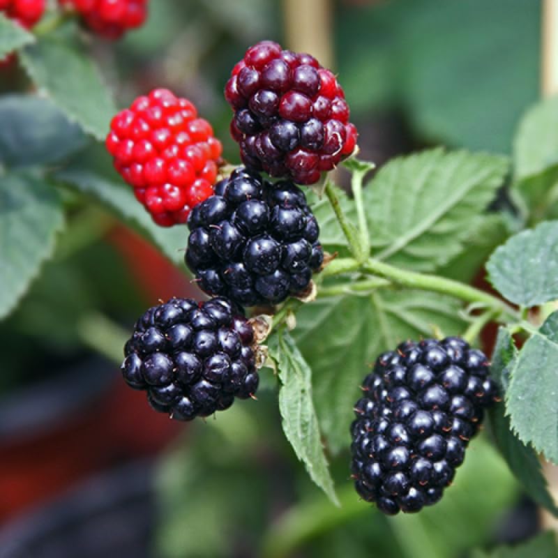 Pack 2 BlackBerry Plants Live, 4-8 Inch Tall, Big Blackberries Fully Rooted High Yield Berry Plants for Outdoor Planting