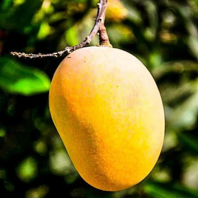 Early Season Mango Tree Live Plant Grafted, 2–3 Feet Tall in 3 Gallon Pot, Sweet Tropical Mango Fruit Tree