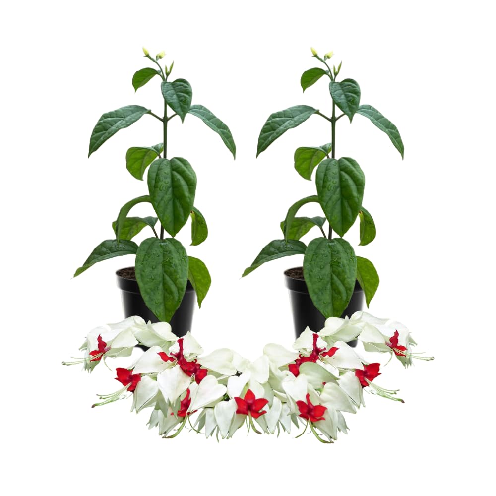 Set 2 Bleeding Heart Live Plants, Perennial Flowering Vine Plants, Fully Rooted 4-6 Inches, Containers and Garden Planting (White Bleeding Heart Vine)