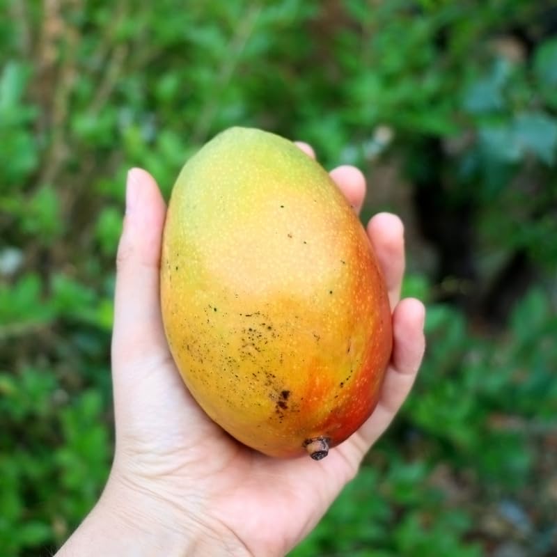 Grafted Mango Trees Live Plants in 3 Gal Pot, Fragrant Mango Fruit Tree from 2 to 3 Feet Tall, Sweet and Fast-Growing, No Ship to CA
