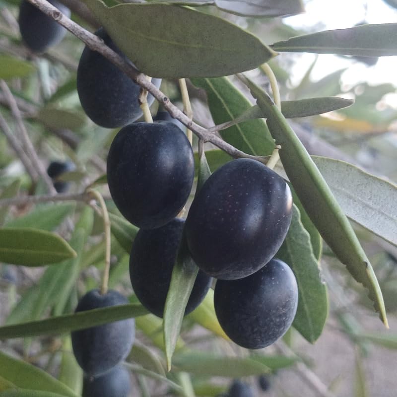 Olive Tree Live Plant, 3 Gallon - 2-3 Ft Tall Hardy Fruiting Olive Tree for Patios, Outdoor Garden, No Ship to CA