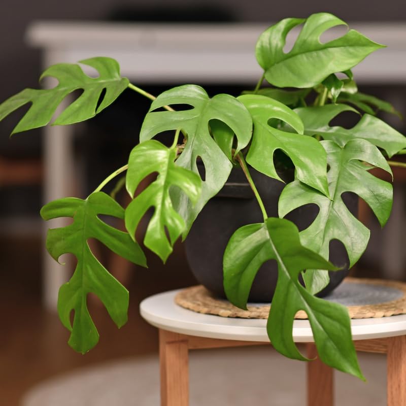 Monstera Deliciosa Plant, Monstera Plant Live, Indoor Houseplant No Pot 4 to 8 Inc Tall
