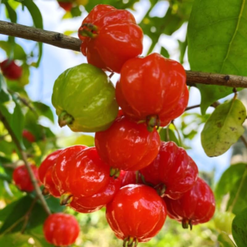 7 Months Old Surinam Cherry Tree Live Plant, Fast-Growing and High Yielding Sweet Fruit, Edible Fruit Bearing Tree for The Patio and Garden, No Pot, 4-8" in Tall
